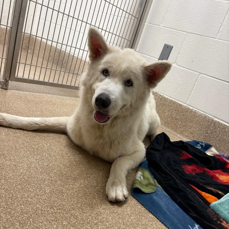 An adult medium-sized male White / Cream Siberian Husky dog named Bacon for adoption in League City, TX