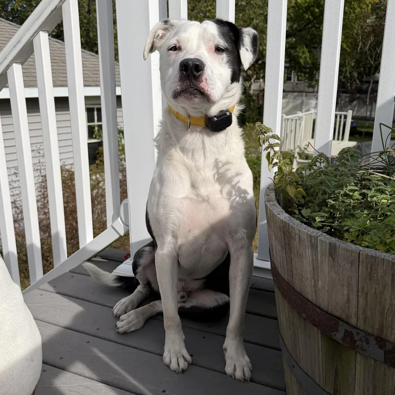 A young medium-sized male Border Collie dog named BJ LOCAL for adoption in Andover, MA