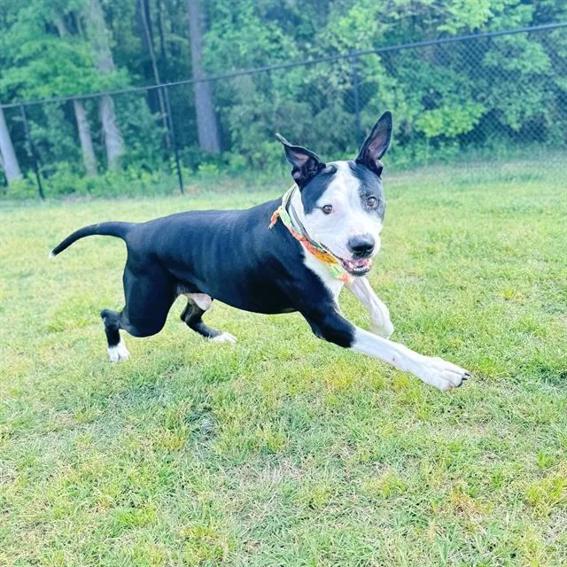 An adult large-sized male Mixed Breed dog named Koi for adoption in Haw River, NC