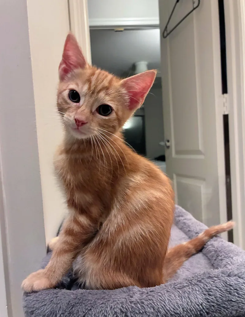 A baby medium-sized female Domestic Short Hair cat named Giulia for adoption in Leesburg, VA