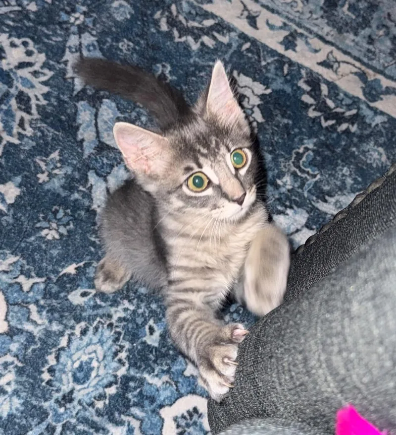A baby medium-sized female Tabby cat named Buttercup for adoption in San Antonio, TX