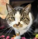 An adult medium-sized male Brown / Chocolate Domestic Short Hair cat named Ponyo for adoption in Lansing, MI