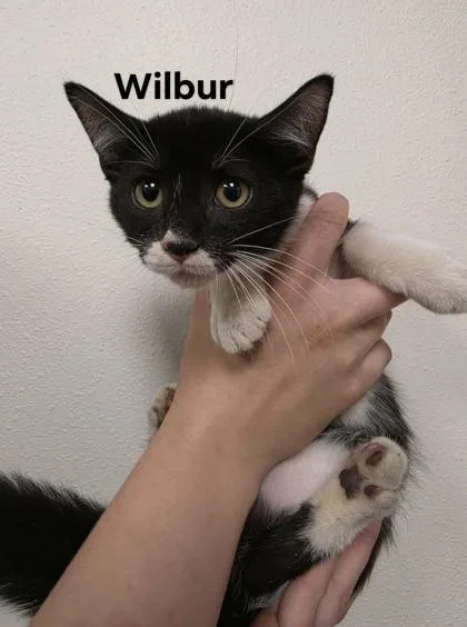 A baby medium-sized male Domestic Short Hair cat named Wilbur for adoption in Aberdeen, SD