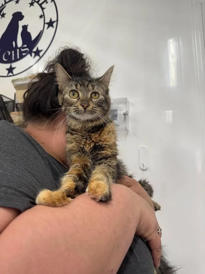 A young large-sized female Domestic Long Hair cat named Dolly for adoption in Glenfield, NY