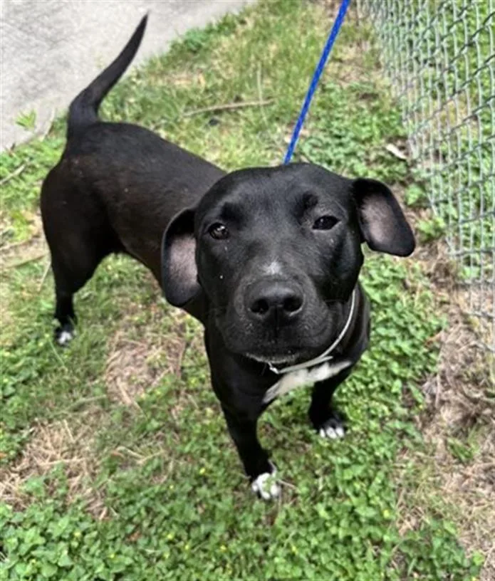 A young medium-sized female Labrador Retriever dog named Nubes for adoption in Houston, TX