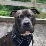An adult large-sized male American Staffordshire Terrier dog named Tug for adoption in Columbia, SC