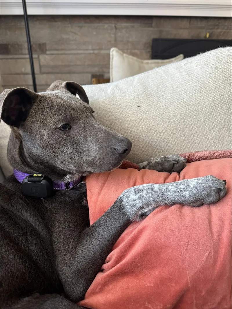 A baby medium-sized male Gray / Blue / Silver Australian Cattle Dog / Blue Heeler named Smoke Success  Local for adoption in Andover, MA