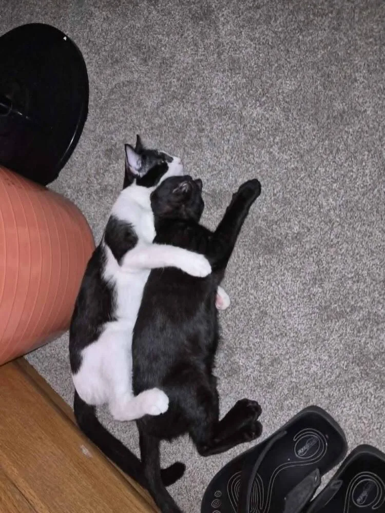 A baby medium-sized female Black & White / Tuxedo Domestic Short Hair cat named Raksha for adoption in Oceanside, CA