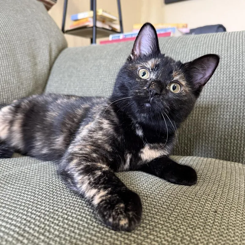 A young small-sized female Tortoiseshell American Shorthair cat named Sugar for adoption in Rochester, MN