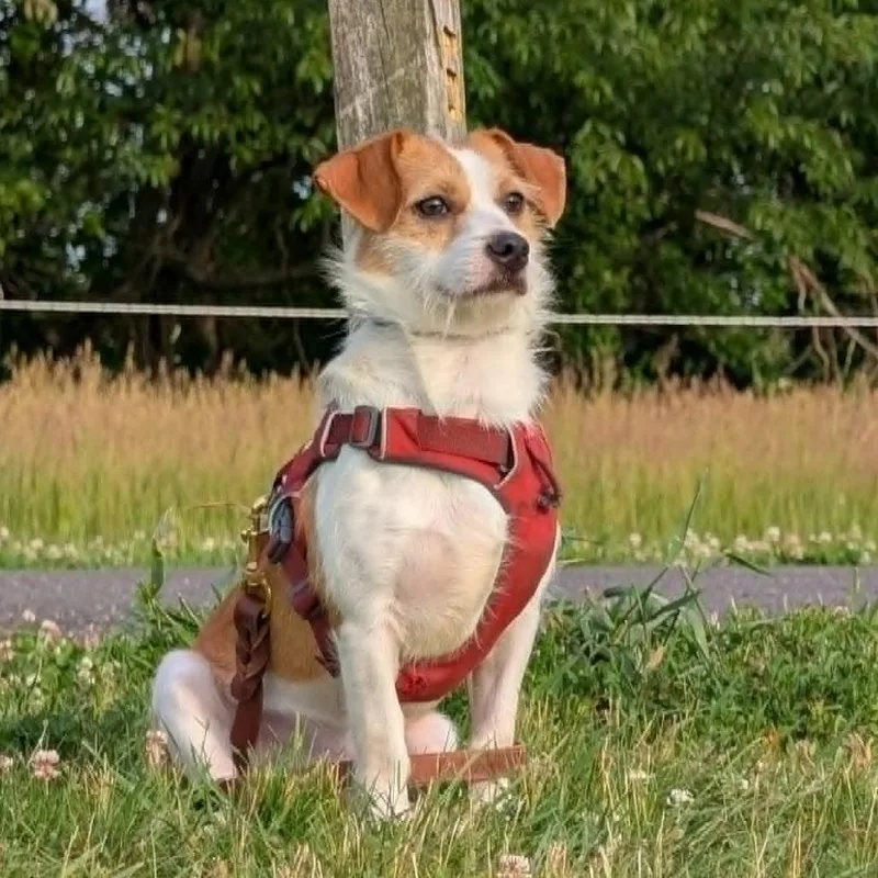 A young small-sized male White / Cream Chihuahua dog named Oso for adoption in Staten Island, NY
