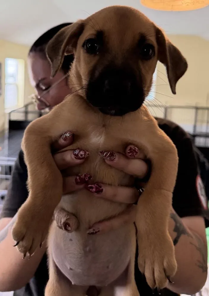 A baby small-sized female American Bulldog dog named Koda dark purple for adoption in Lakeland, FL