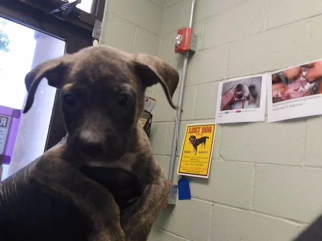 A baby small-sized male Pit Bull Terrier dog named Hiphop for adoption in Tulsa, OK