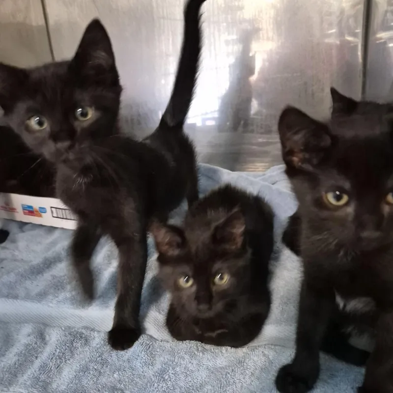 A baby small-sized female Domestic Short Hair cat named salemk__YELLOW for adoption in Natick, MA