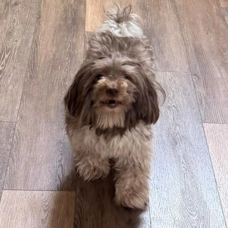 An adult small-sized male Havanese dog named Ollie for adoption in Palm City, FL