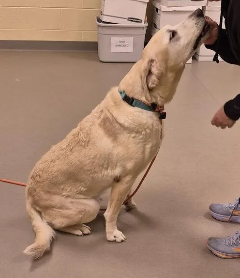 A senior large-sized male Yellow / Tan / Blond / Fawn Labrador Retriever dog named Olly for adoption in Warrington, PA