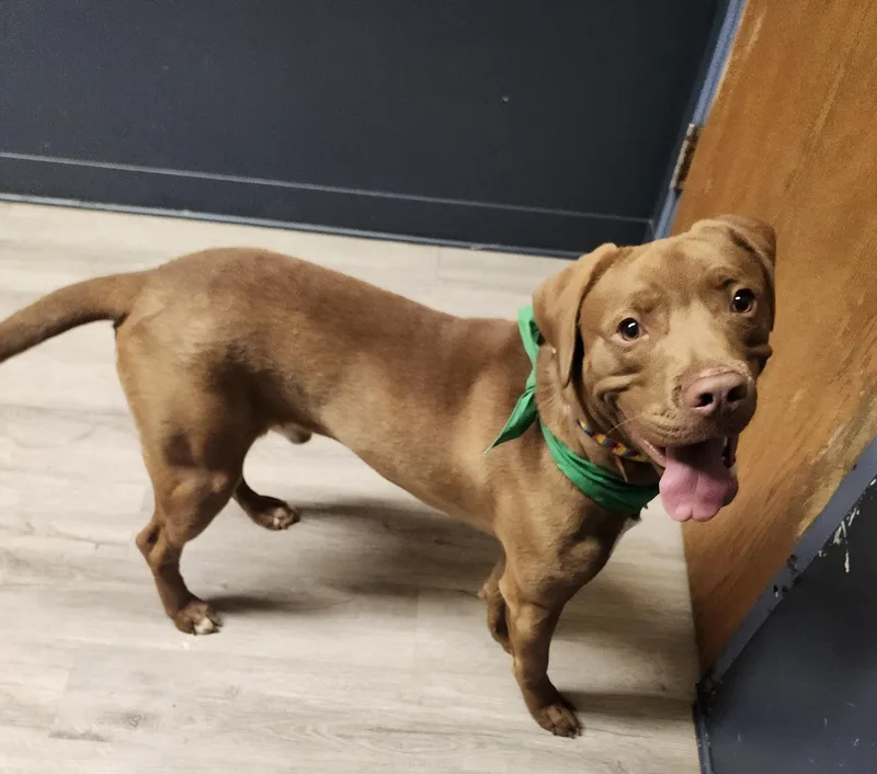 A young medium-sized male Brown / Chocolate Labrador Retriever dog named Athen for adoption in Mansfield, OH