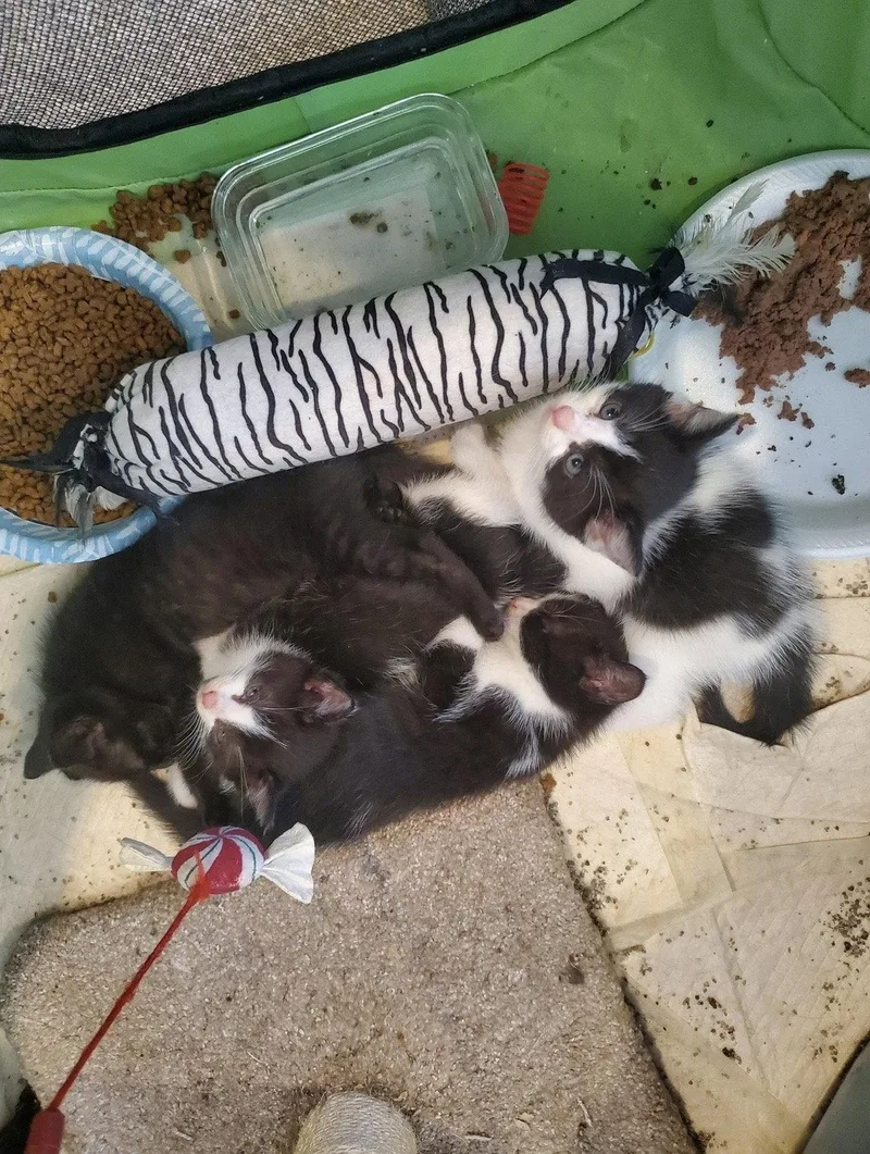 A baby medium-sized female Domestic Short Hair cat named Trixx for adoption in Walled Lake, MI