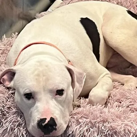 An adult medium-sized male White / Cream Pit Bull Terrier dog named P. F. Changs for adoption in Baltimore, MD