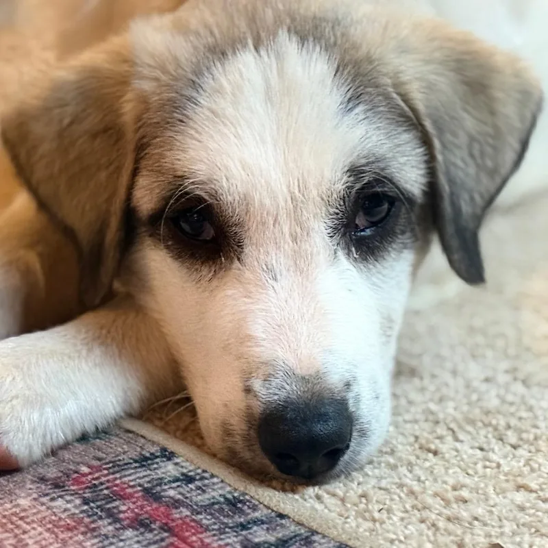 A baby large-sized male Mixed Breed dog named Wilson for adoption in Summerfield, NC