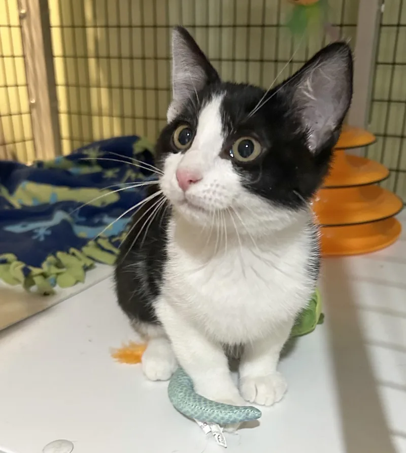 A baby medium-sized male Black & White / Tuxedo Domestic Short Hair cat named Jordan Stolz for adoption in Parkville, MO