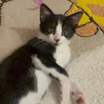 A baby medium-sized male Black & White / Tuxedo Domestic Short Hair cat named Roo for adoption in Hyattsville, MD