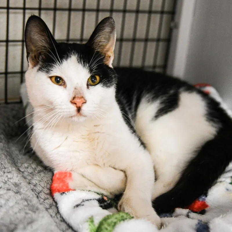 A baby medium-sized male Domestic Short Hair cat named Arthur for adoption in Ewing, NJ