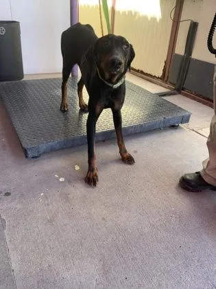 A baby large-sized male Black Doberman Pinscher dog named 60825782 for adoption in El Paso, TX