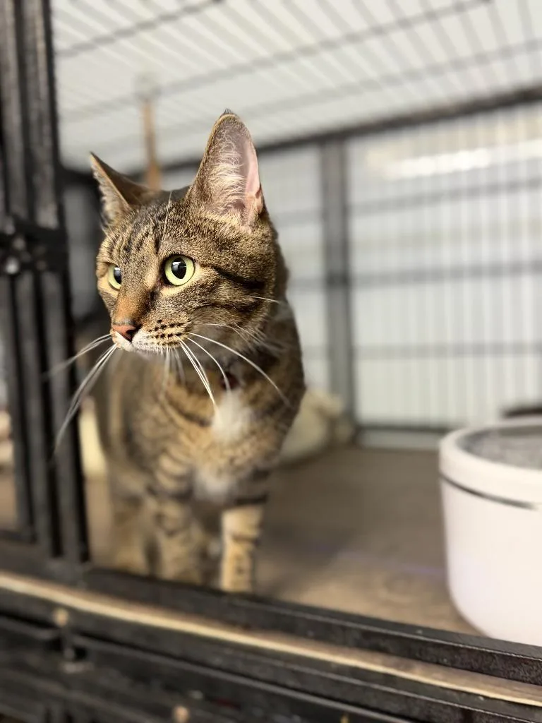 An adult medium-sized female Domestic Short Hair cat named Tabby for adoption in Algona, IA