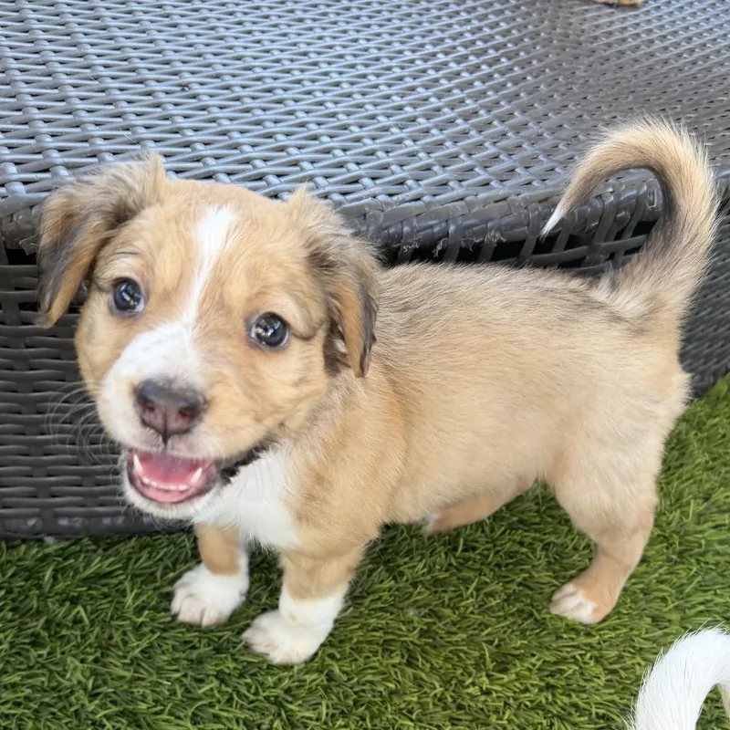 A baby small-sized female Australian Shepherd dog named Fanny for adoption in Las Vegas, NV