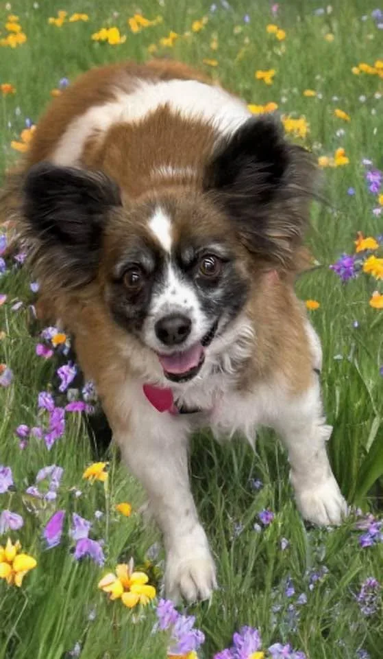 A senior small-sized female Papillon dog named Amy for adoption in Las Vegas, NV