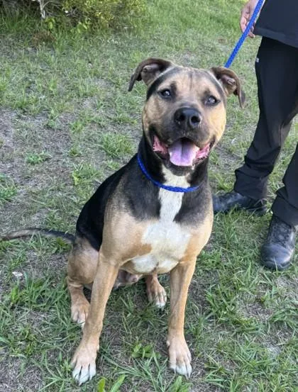 An adult large-sized male Mixed Breed dog named Dean for adoption in Savannah, GA