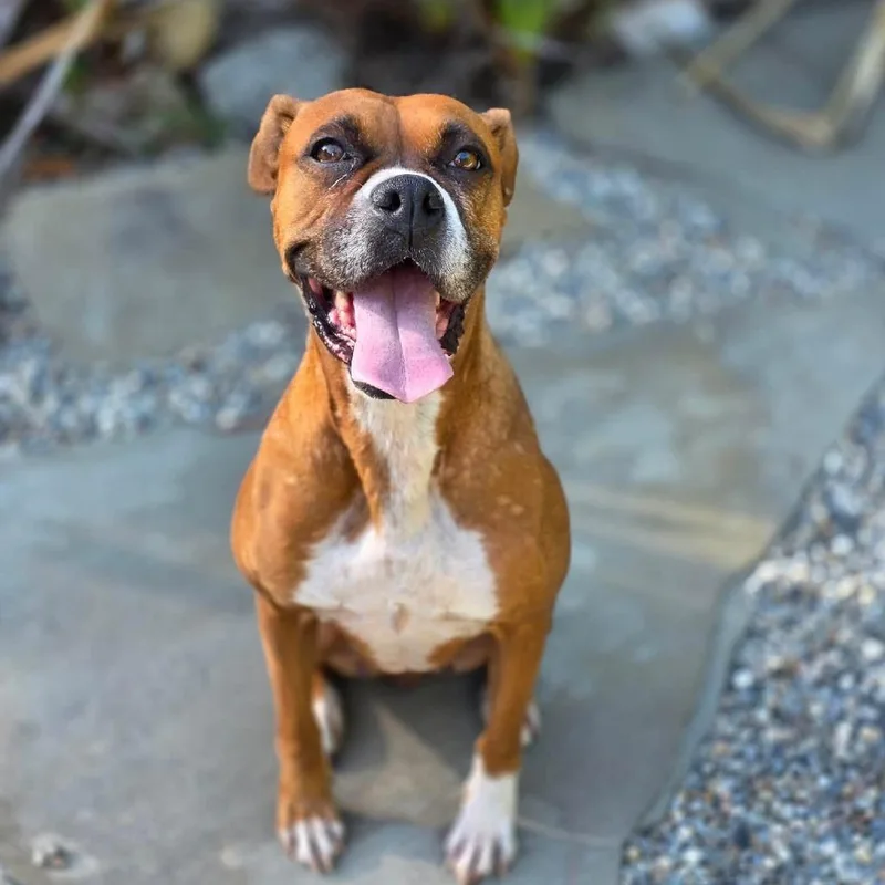 An adult small-sized female Yellow / Tan / Blond / Fawn Boxer dog named Ellie for adoption in McMinnville, OR