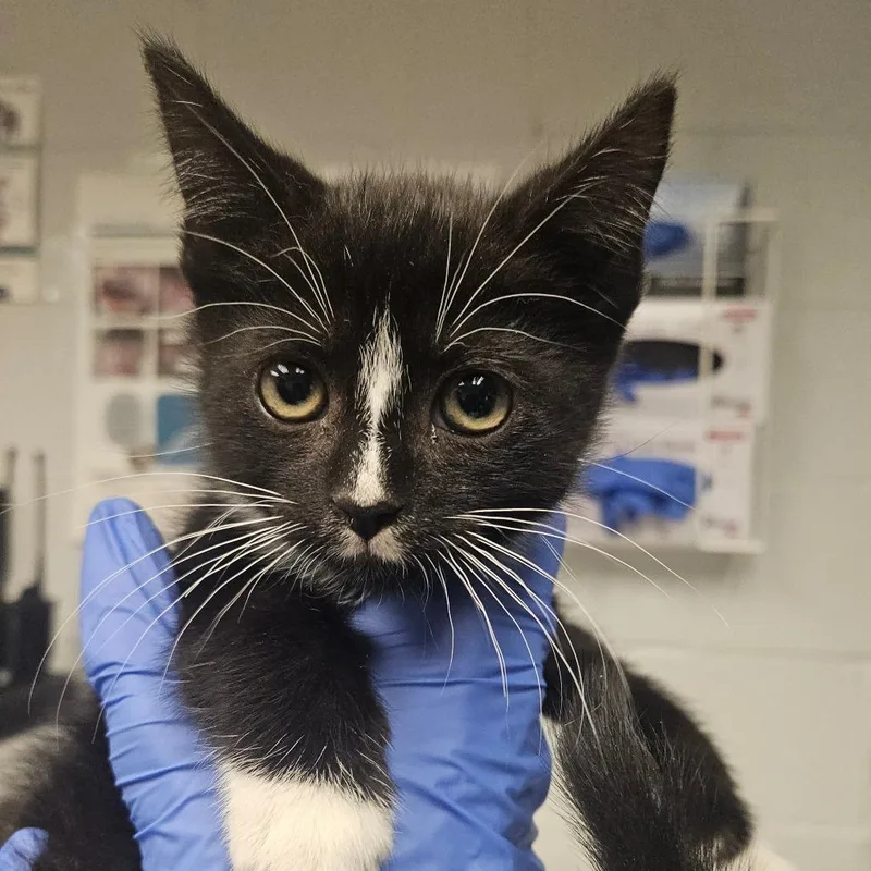 A baby small-sized male Black Domestic Short Hair cat named Hammer for adoption in Birdsboro, PA