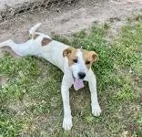 A young medium-sized female White / Cream Coonhound dog named Josie for adoption in Sautee Nacoochee, GA
