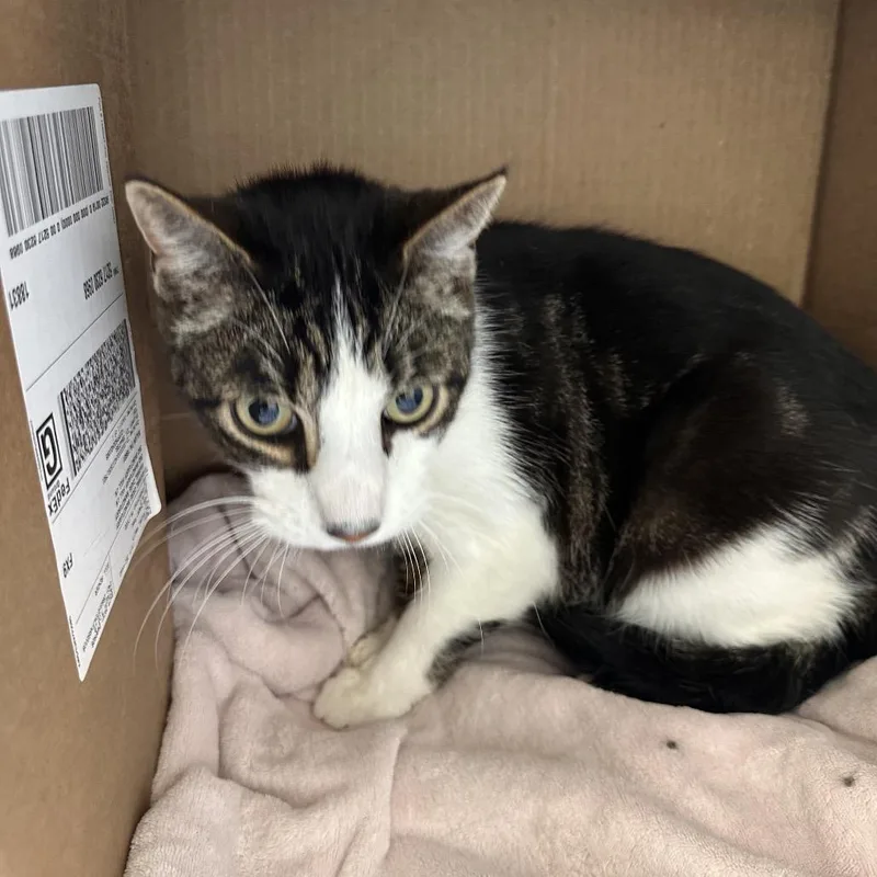 A senior large-sized male Brown / Chocolate Domestic Short Hair cat named Scoop for adoption in East Smithfield , PA