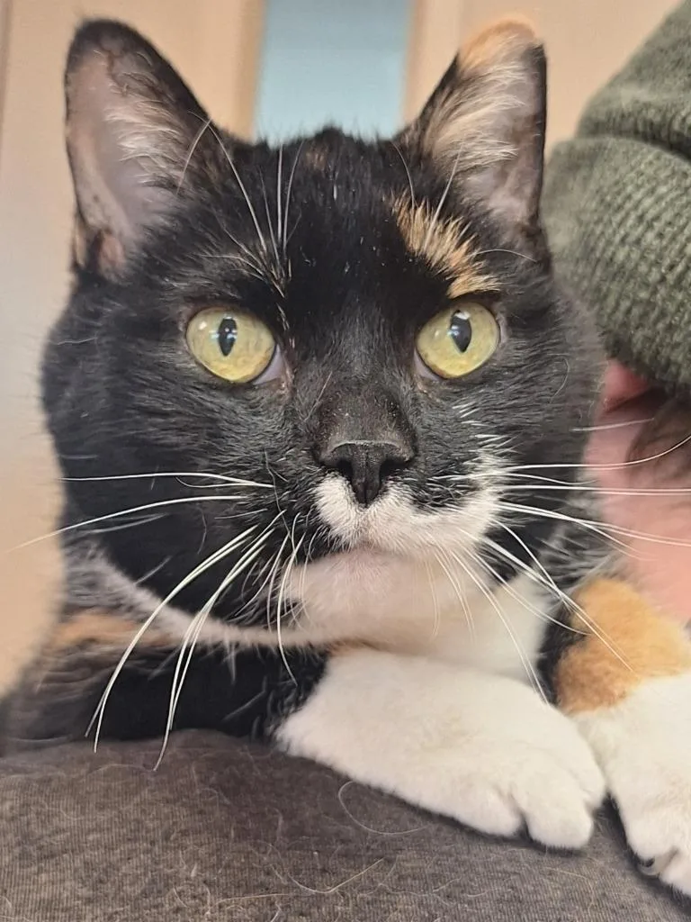 A senior small-sized female Domestic Short Hair cat named Ceecee for adoption in Grand Forks, ND