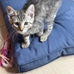 A baby medium-sized female Tabby (Tiger Striped) Domestic Short Hair cat named Shyloh for adoption in Berkeley Heights, NJ