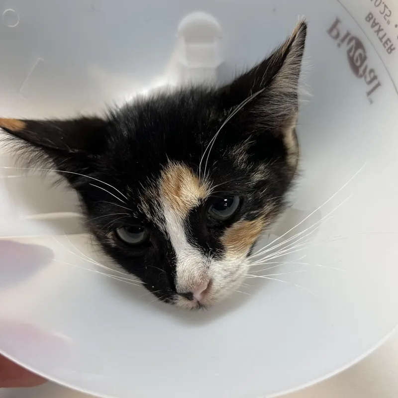 A baby small-sized female Calico Domestic Short Hair cat named Foxy for adoption in Leander, TX