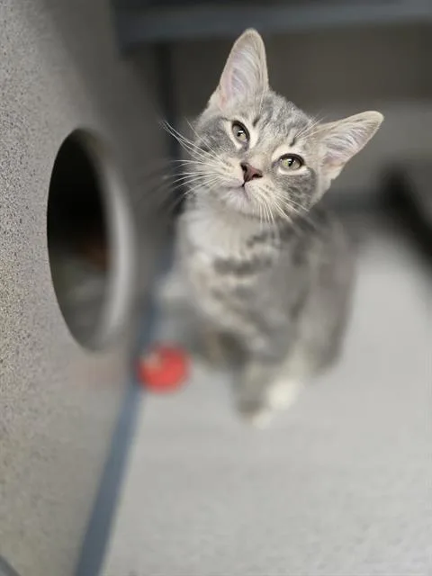 A baby small-sized male Domestic Short Hair cat named Carbon for adoption in Aliquippa, PA