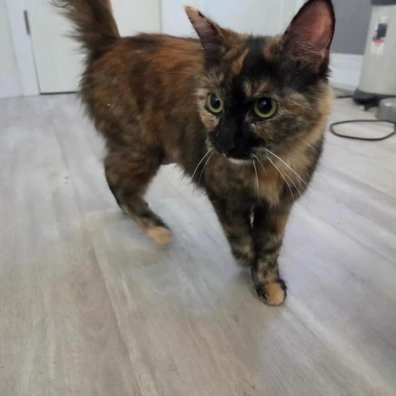 An adult medium-sized female Tortoiseshell Domestic Medium Hair cat named Flora for adoption in Brea, CA