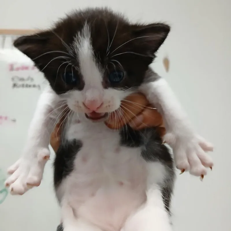Macchiato