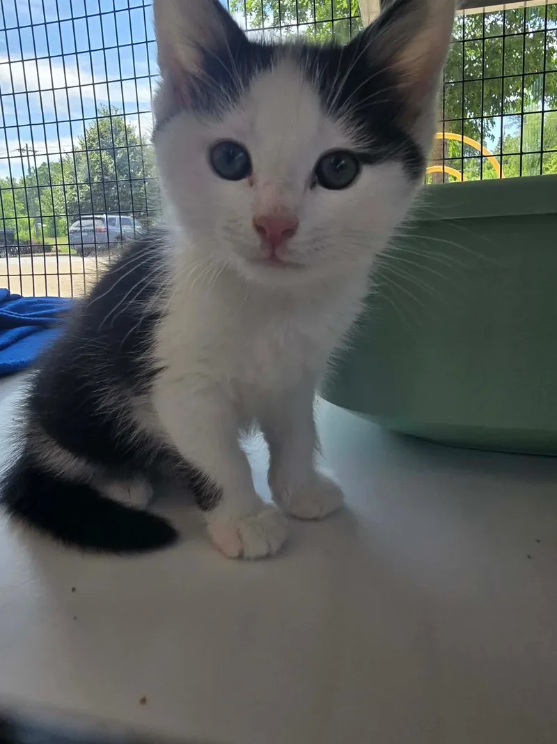 A young medium-sized male Black & White / Tuxedo Domestic Medium Hair cat named Aang for adoption in Columbus, IN