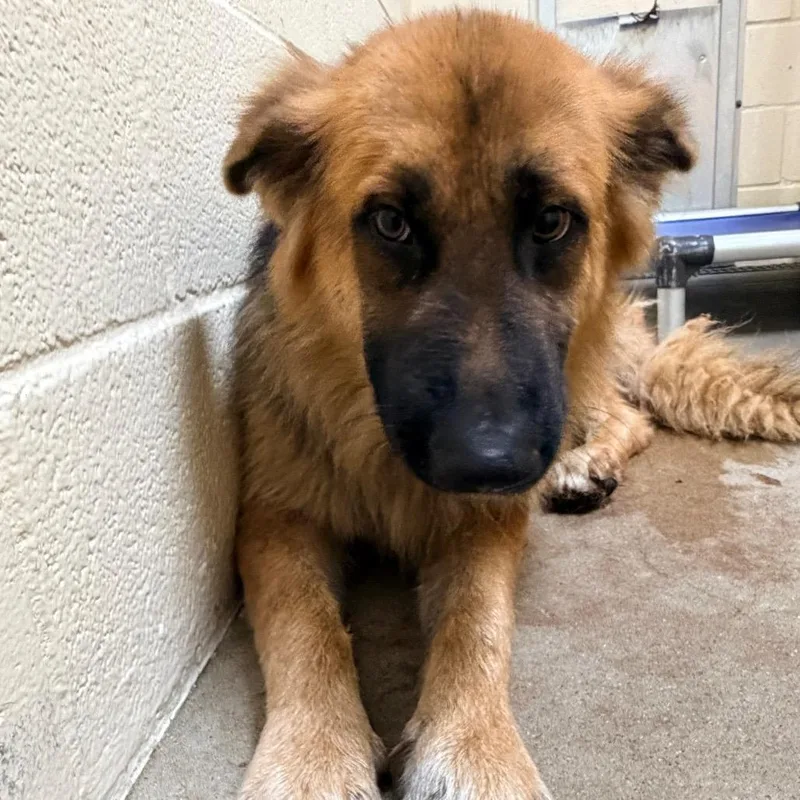 A baby medium-sized male Black German Shepherd Dog dog named Humphrey for adoption in Palestine, TX