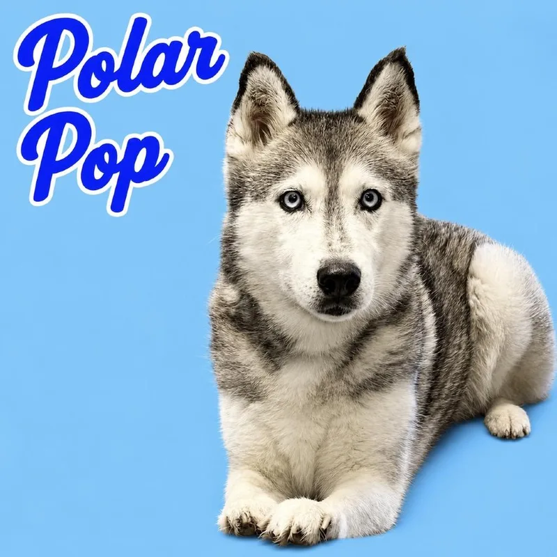 A senior medium-sized female White / Cream Husky dog named Polar Pop for adoption in Scottsdale, AZ
