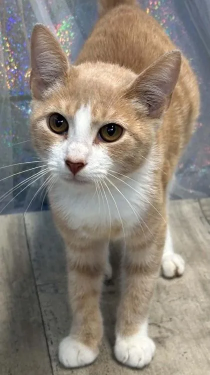 An adult small-sized male Domestic Short Hair cat named Austin for adoption in Shreveport, LA