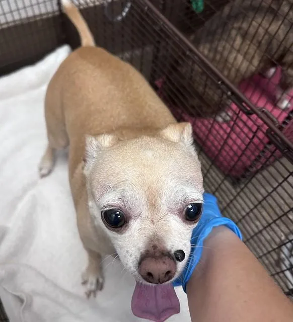 A senior small-sized female Chihuahua dog named Madonna for adoption in Tucson, AZ