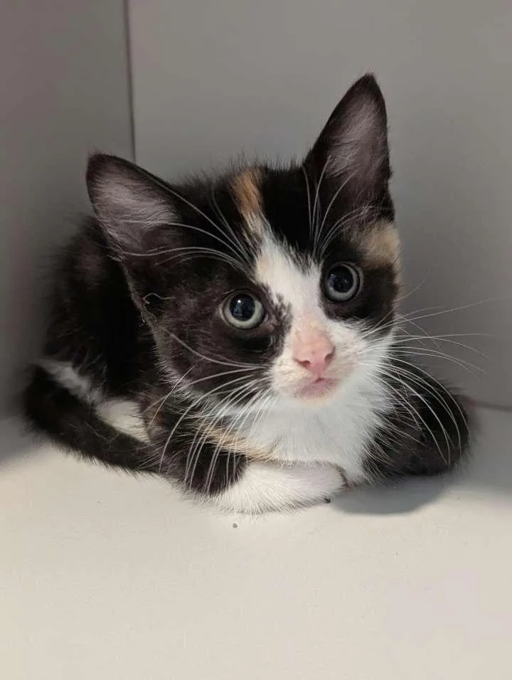 A baby medium-sized female Domestic Short Hair cat named Storm for adoption in Buffalo, NY
