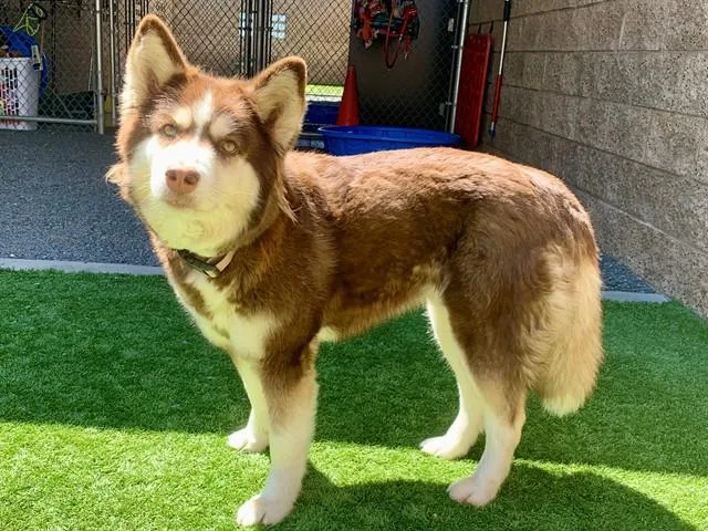 A young large-sized female Siberian Husky dog named Scarlet for adoption in Moreno Valley, CA