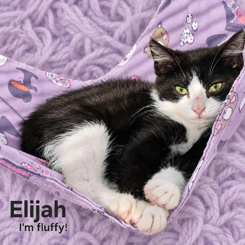 A baby medium-sized male Black & White / Tuxedo Domestic Medium Hair cat named Elijah for adoption in Quincy, OH