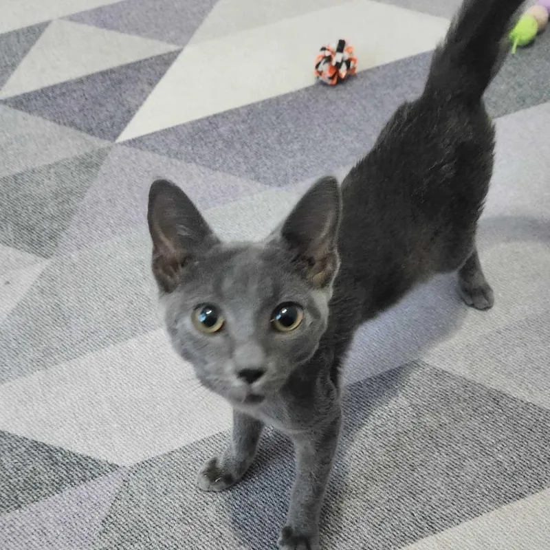 A baby small-sized male Domestic Short Hair cat named Shadow for adoption in Valdosta , GA
